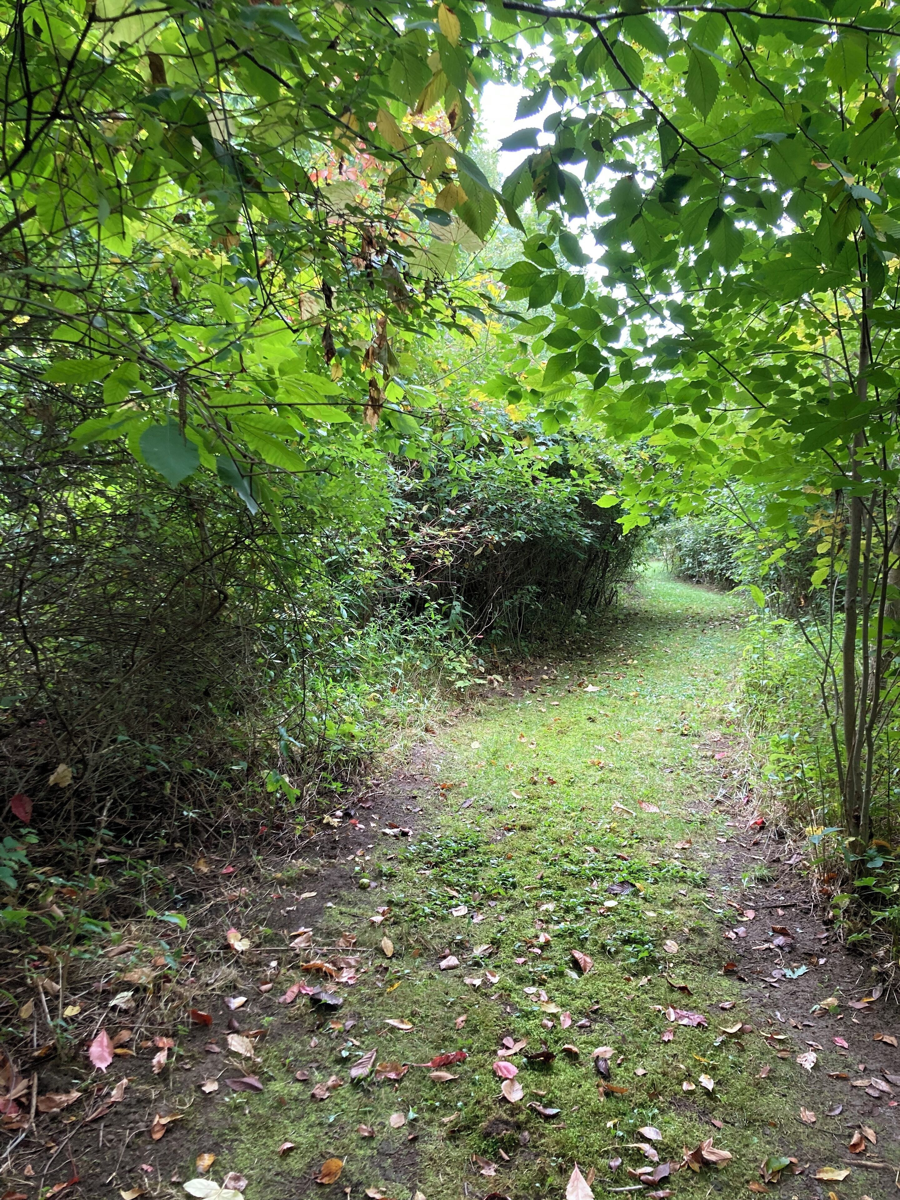 A narrow, leaf-covered path in a wooded area.