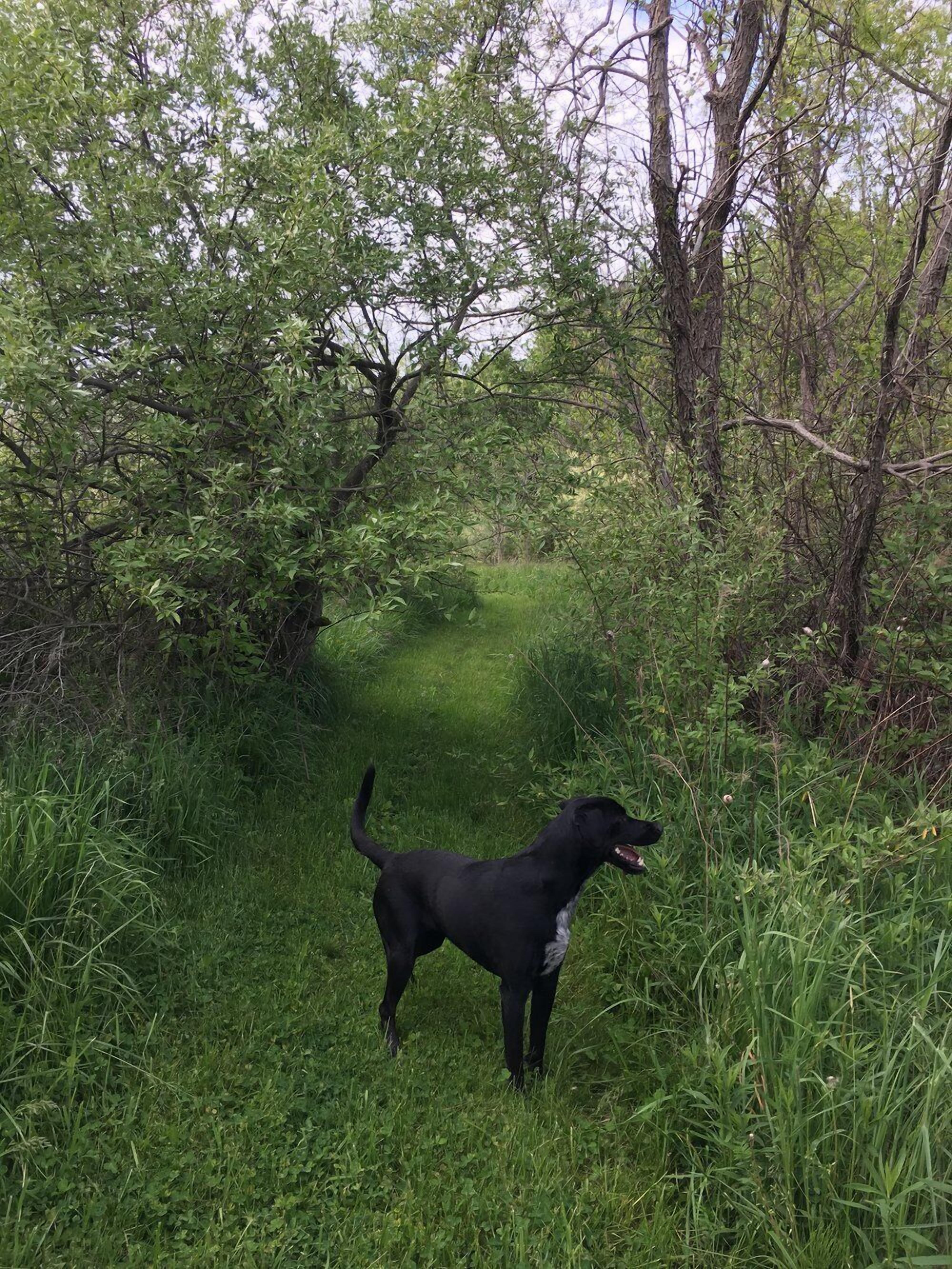 A black dog standing in a grassy area with trees in the background.
