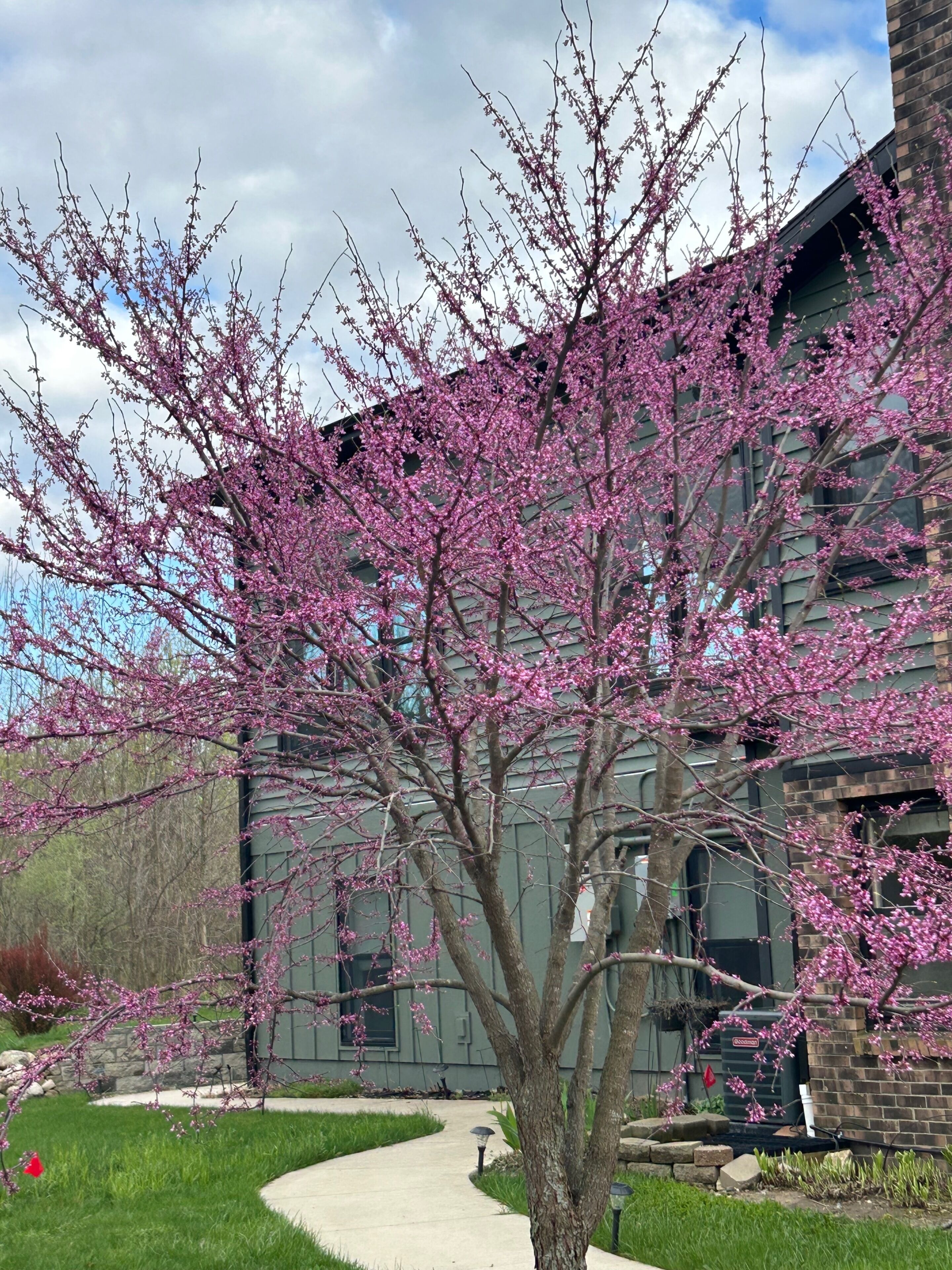 A building with a tree in front, a paved walkway, and a grassy area.