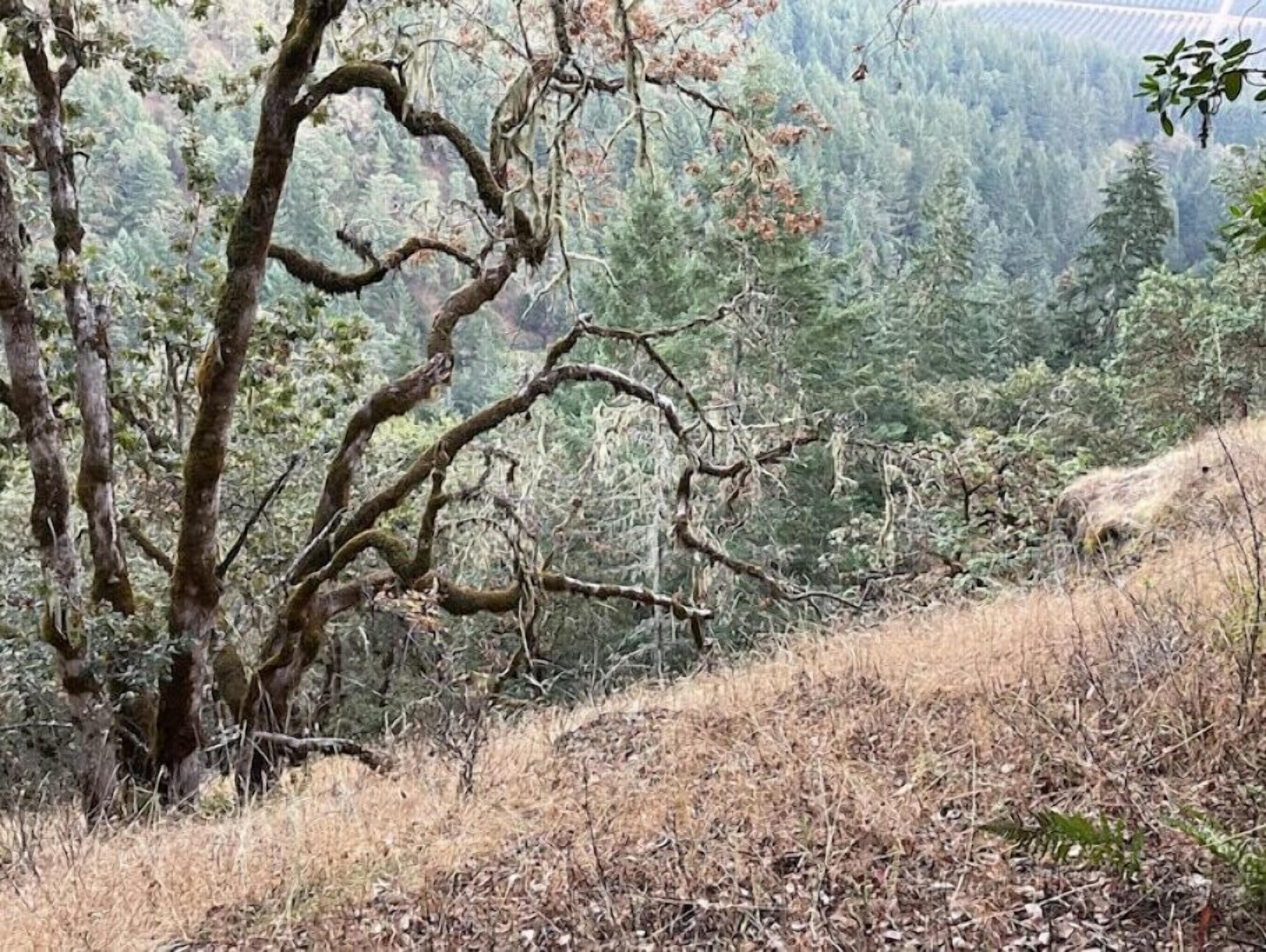 A mountainous landscape with a dry, grassy area and trees.
