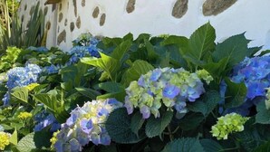 A building with a white facade and stone accents, surrounded by lush hydrangea plants. - Relax in Casa Pousadela with Garden 5 km from the sea (Nogueira Da Regedoura)