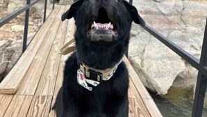 A black dog on a wooden dock with a metal railing, overlooking a rocky area with a building in the background. - Lakehouse front property swim off pier!  (Cisco)