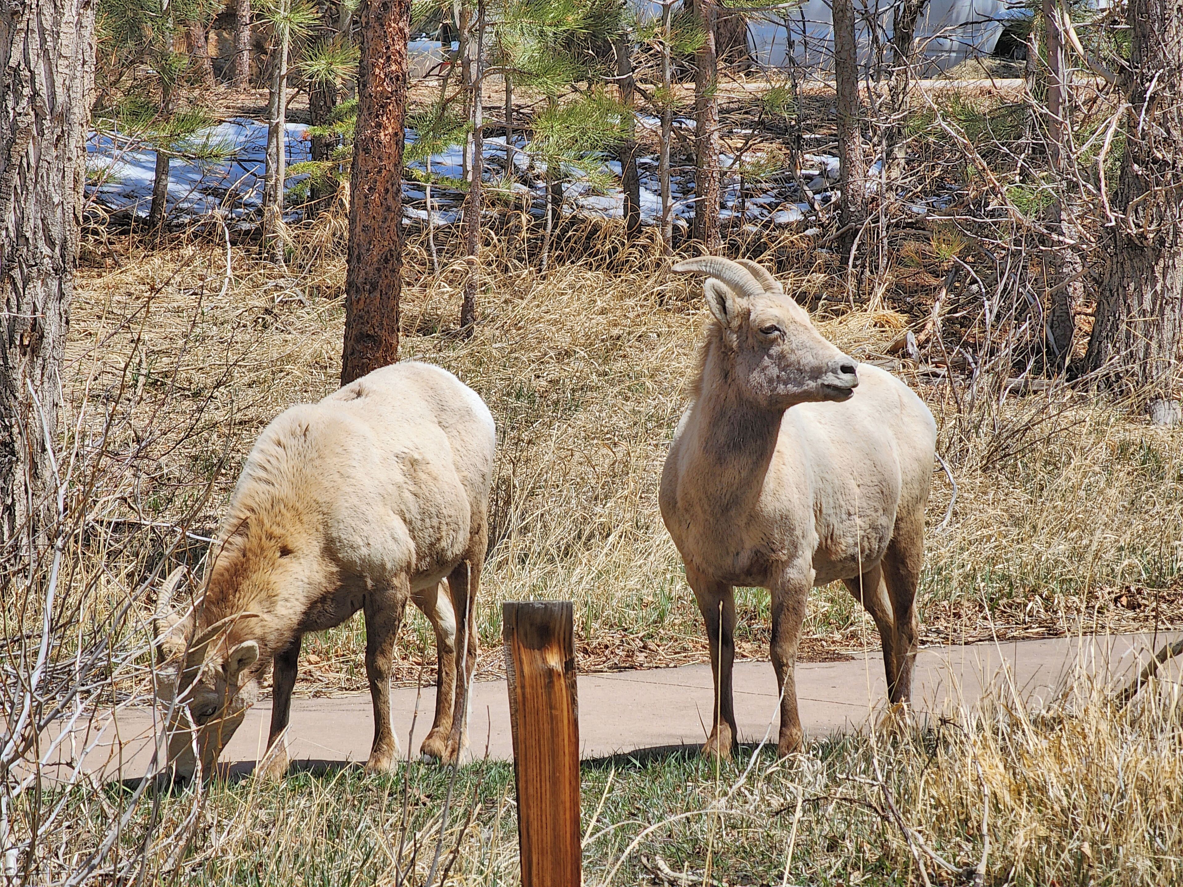 Deux mouflons d’Amérique paissent près d’un sentier aménagé, entouré d’herbes sèches et d’arbres.