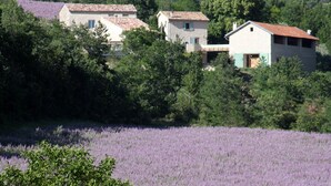 Entorno rural con casas rodeadas de árboles densos y un campo de lavanda.