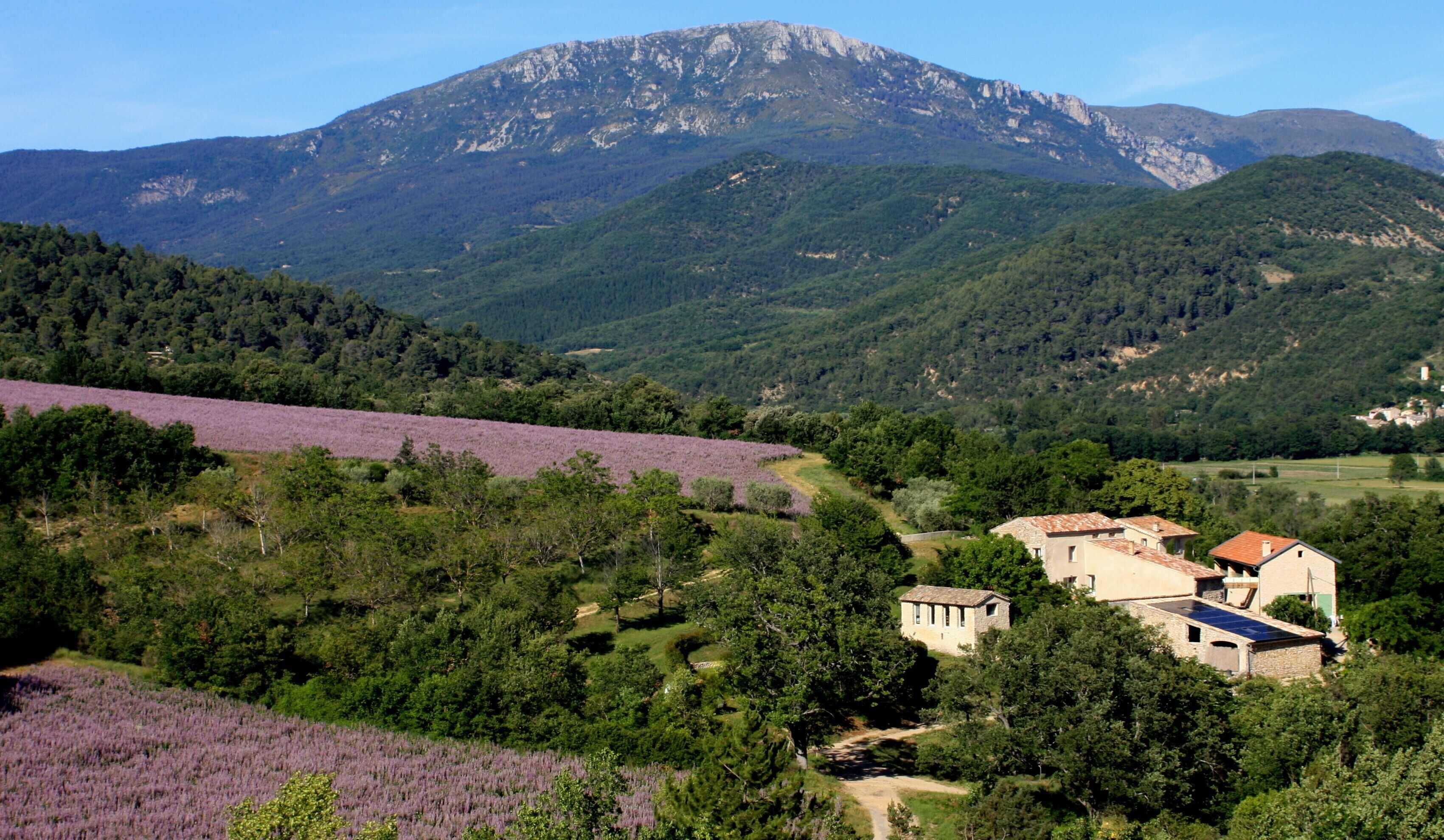 Paisaje rural con una montaña, campos de lavanda y edificios de piedra tradicionales.