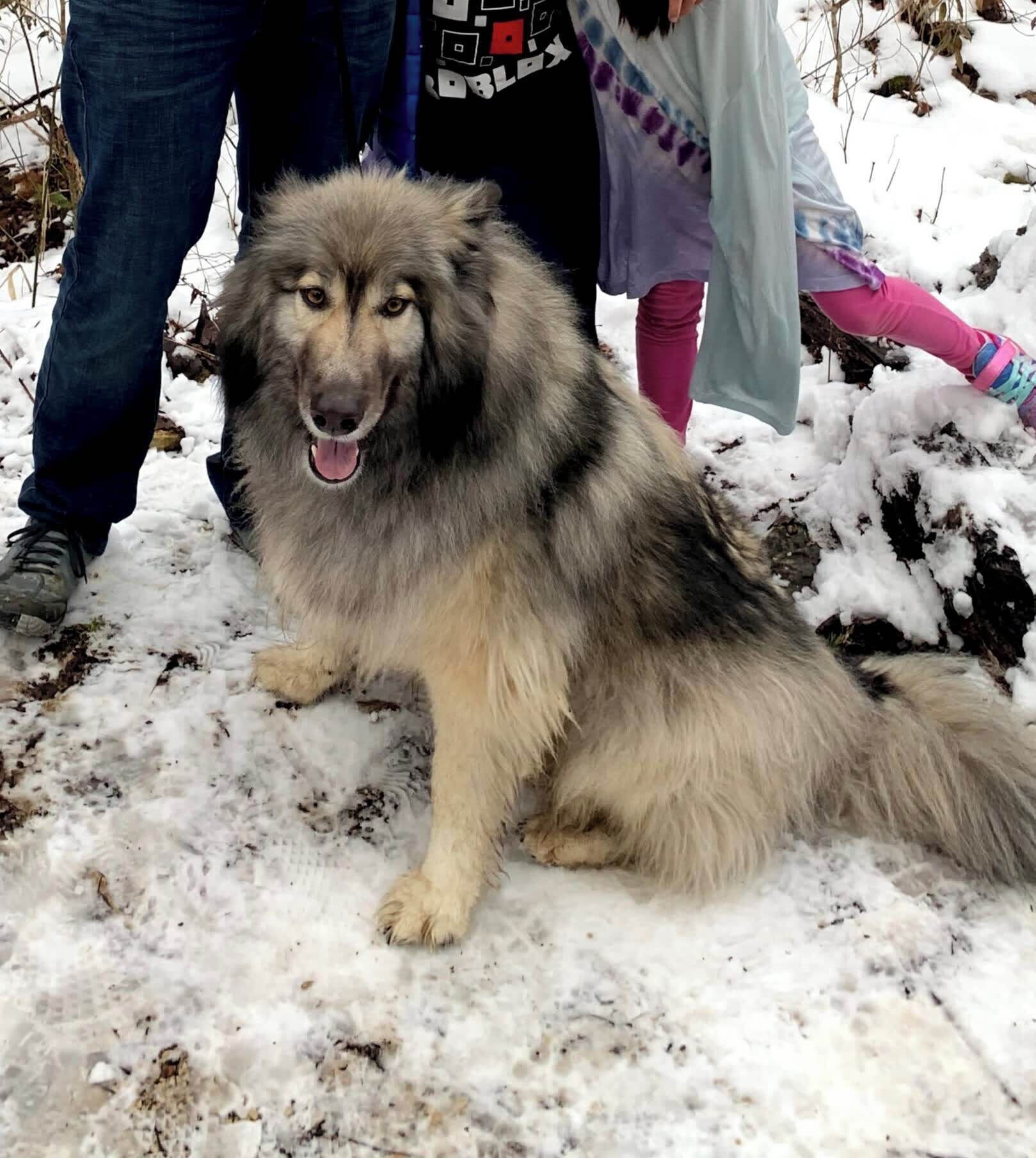 A large, fluffy dog sitting on snow-covered ground.