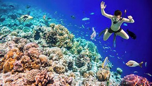 A diver swimming among coral reefs with various fish species. - Ocean Family Studio Bungalow (Christiansted)