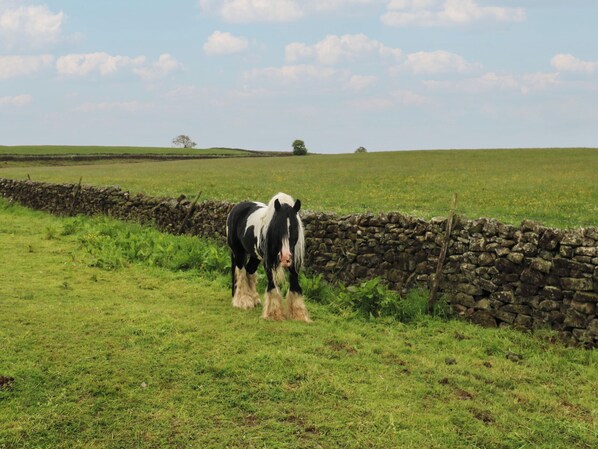 A horse grazing in a grassy field with a stone wall and a clear sky. - The La'al Cragg (Kirkby Stephen)