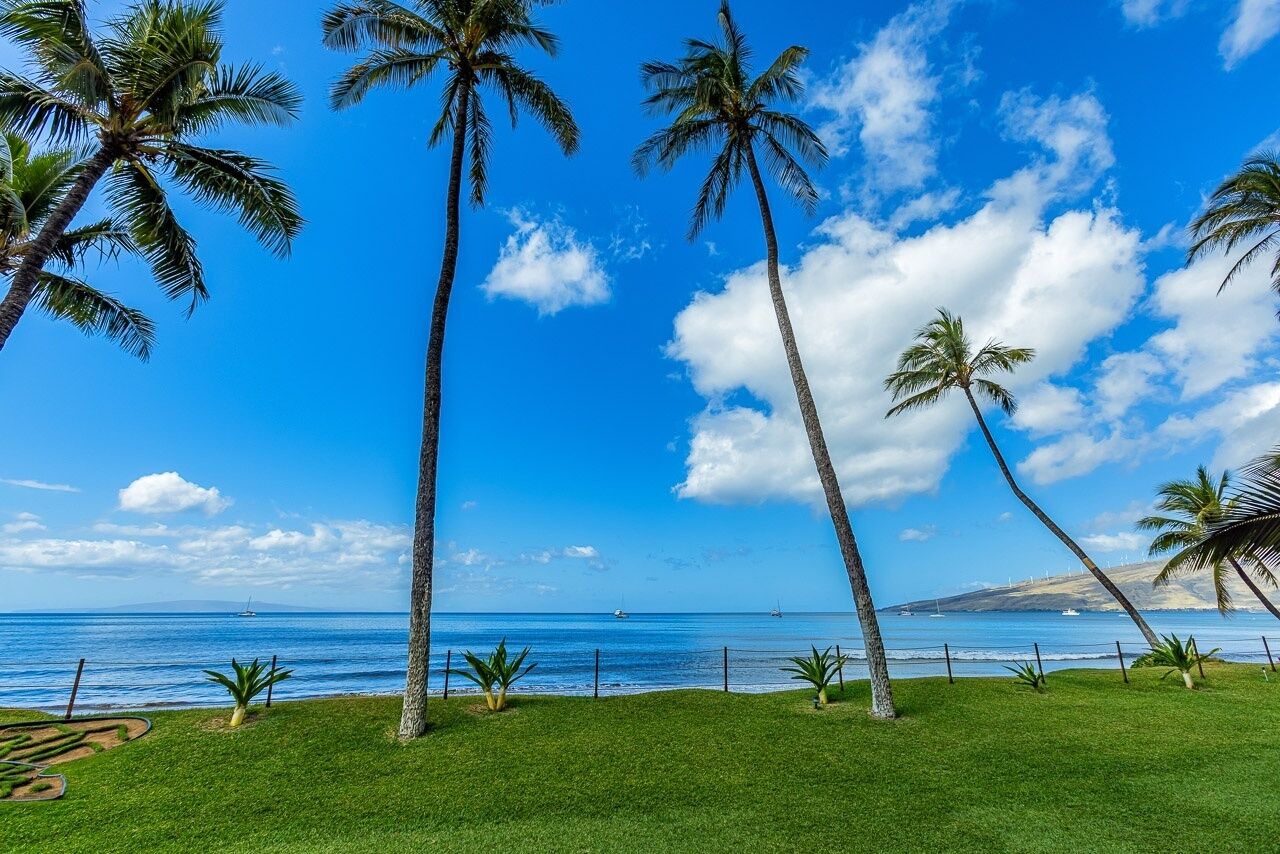 A coastal view with palm trees, a clear sky, and the ocean.