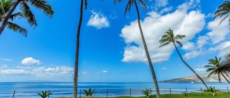 A coastal view with palm trees, a clear sky, and the ocean.