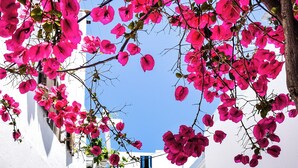 Una calle estrecha con edificios blancos y flores de buganvilla rosadas.