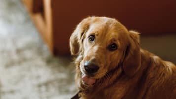 A golden retriever sitting on a patterned carpet in a room with a wooden floor and a brown piece of furniture in the background.