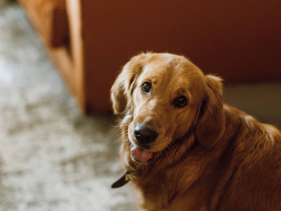 A golden retriever sitting on a patterned carpet in a room with a wooden floor and a brown piece of furniture in the background.