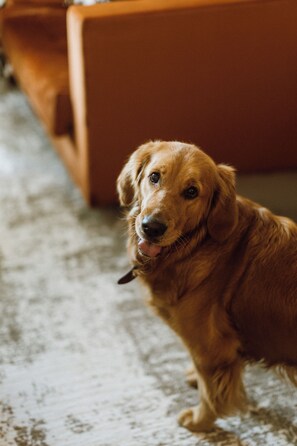 Pet-friendly