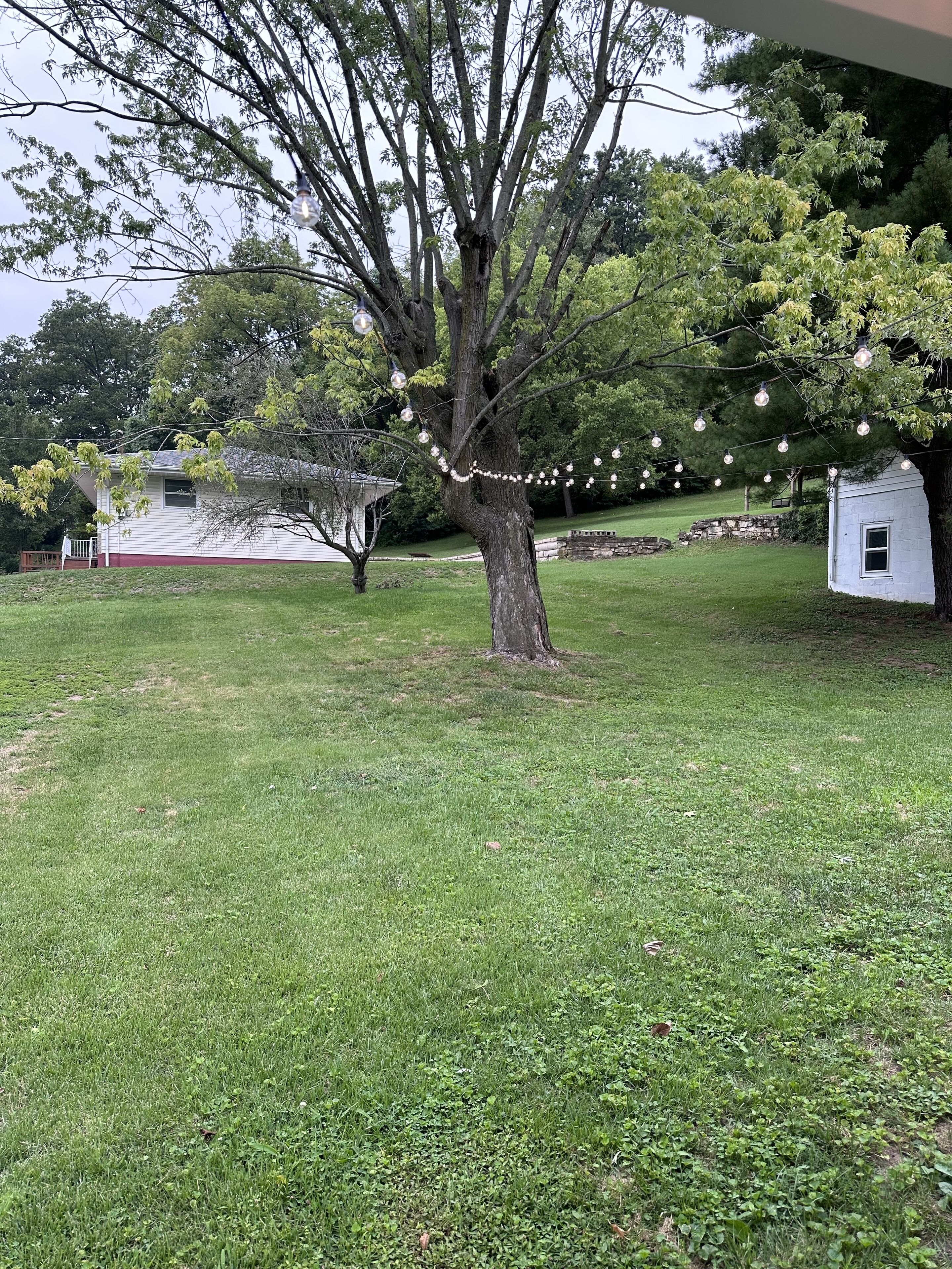 A tree with string lights, a grassy yard, and a small white building.
