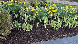 A tree with a stone bench and a flower bed with yellow flowers. - Happy Moo's Fink Family Farm, where cows & guests are free to enjoy our 50 acres (Versailles)