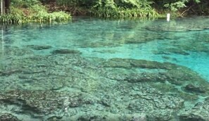 A clear view of a shallow water body with visible underwater rocks and vegetation. - 10 Mins to Football Stadium - Newly Renovated Home- Fire Pit -BBQ  (Gainesville)