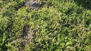 Un panneau vert avec un pictogramme de chien et un texte indiquant qu’il faut ramasser les excréments de son animal de compagnie, placé à côté d’une poubelle en métal dans un espace verdoyant, avec des arbres et une étendue d’eau en arrière-plan.