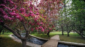 Un parque tranquilo con un puente de madera sobre un arroyo, rodeado de árboles con flores rosadas.