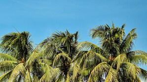 A clear blue sky with palm trees and a distant airplane. - Hotel Málaga Managua (Managua)