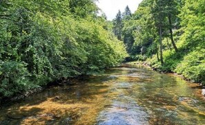 A river flowing through a forested area with dense greenery on both sides.