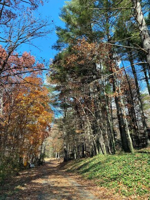A forest path with trees displaying autumn foliage.