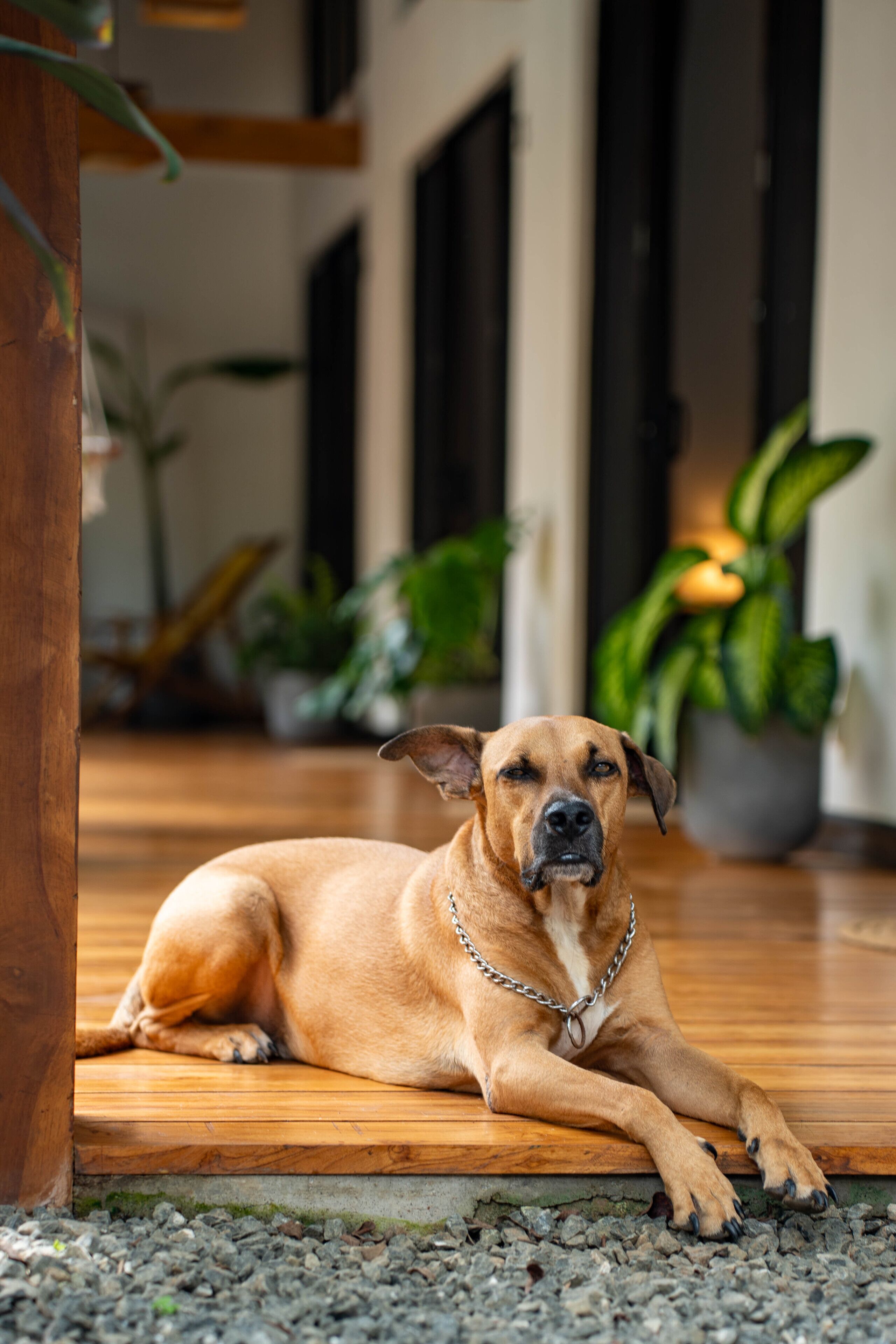 Een hond ligt op een houten vloer met een kettinghals, omringd door kamerplanten en een deuropening op de achtergrond.