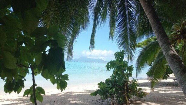 A beach with palm trees and a clear view of the ocean.