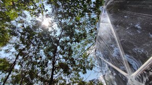 Une vue d’un bâtiment doté d’une structure en dôme transparent, entouré d’arbres et baigné de lumière du soleil.