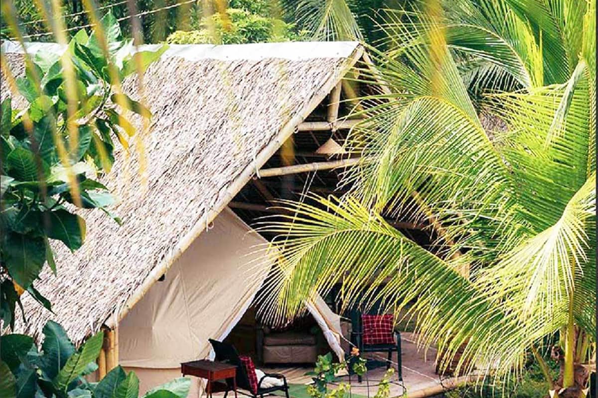 A thatched-roof tent with a small porch, surrounded by lush greenery and a palm tree.