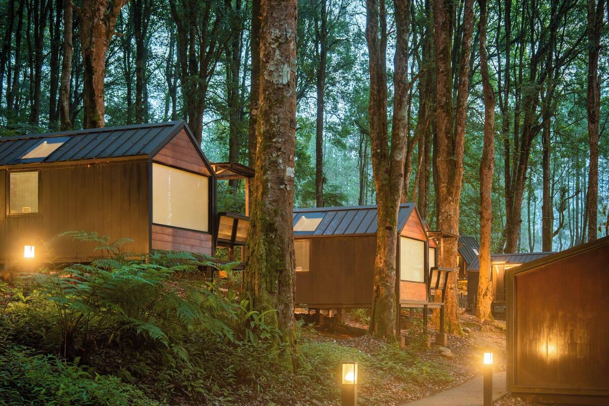 A forest with wooden cabins, each with a window and a door, surrounded by trees and ferns.