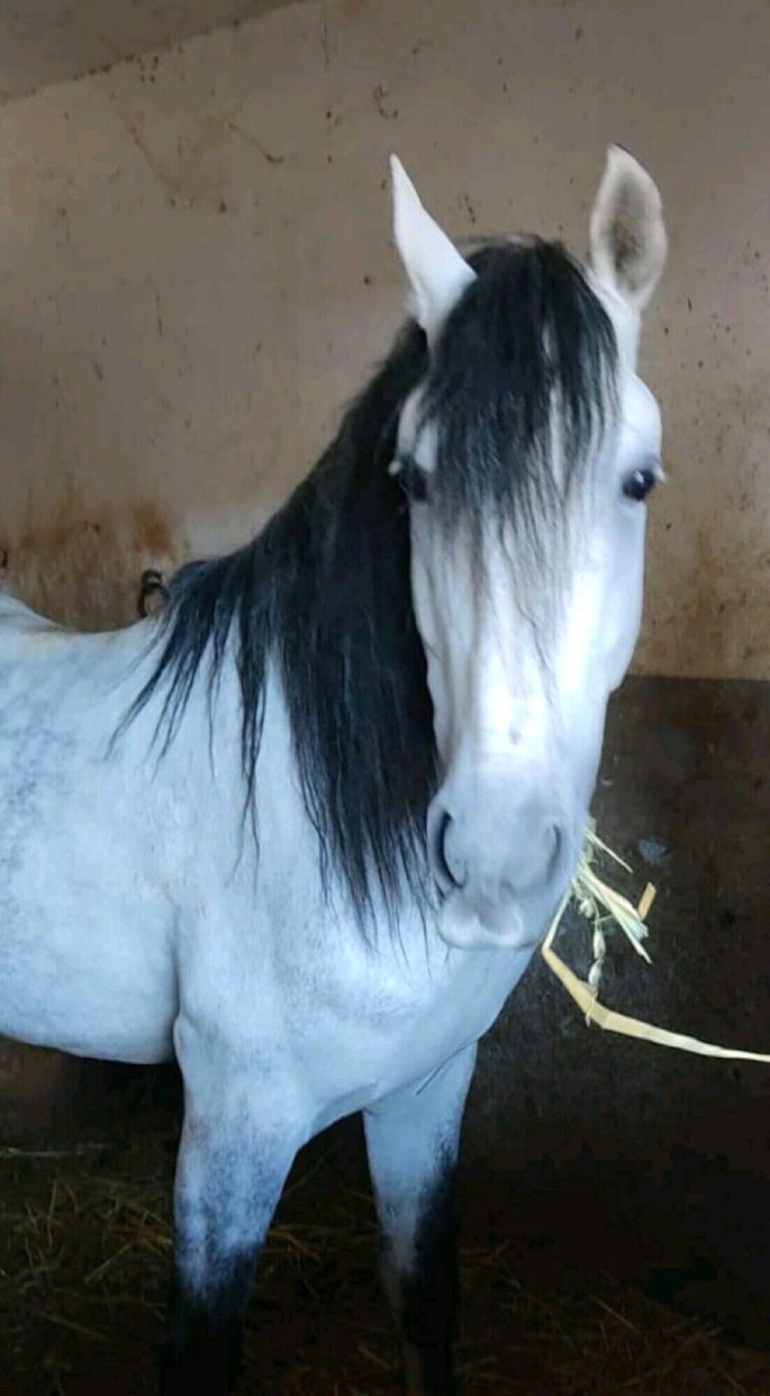 A horse in a stable with a concrete floor and a simple wall.