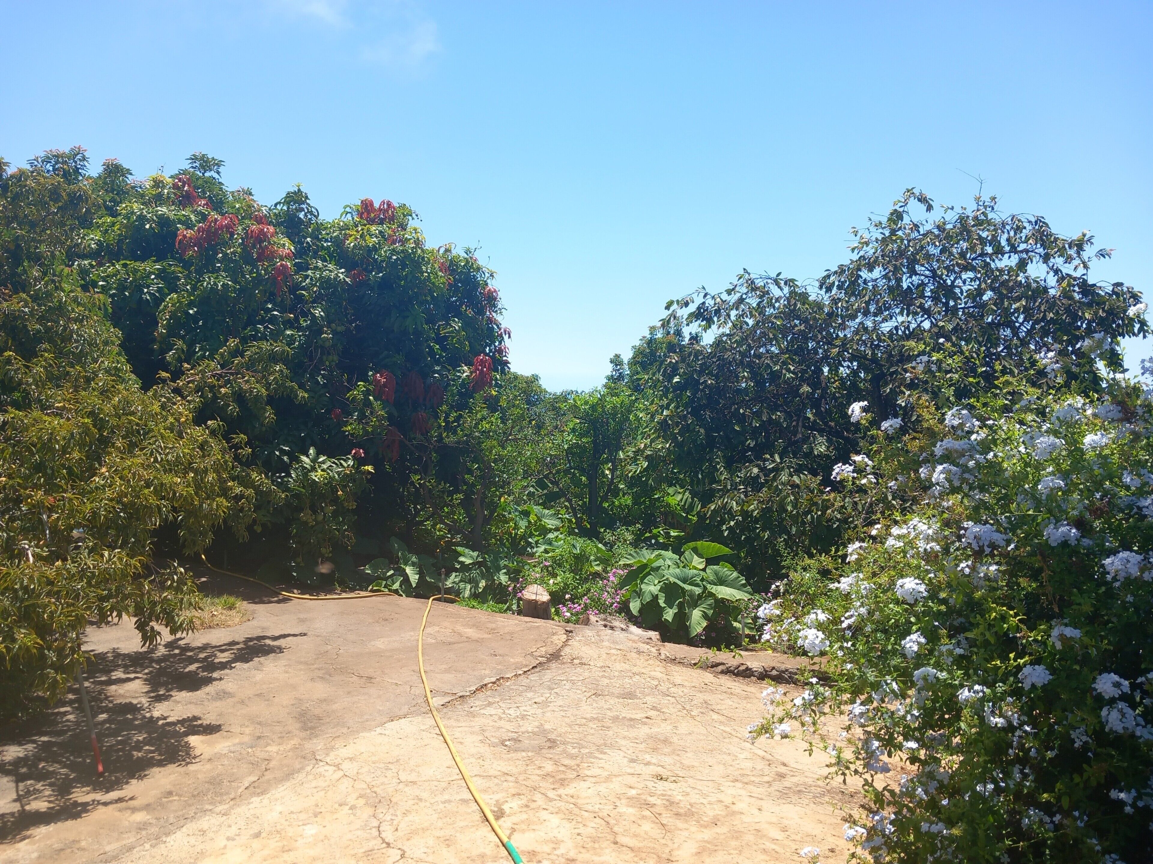 Un jardin doté d’une terrasse en béton, entouré d’une végétation luxuriante et de plantes en fleurs.