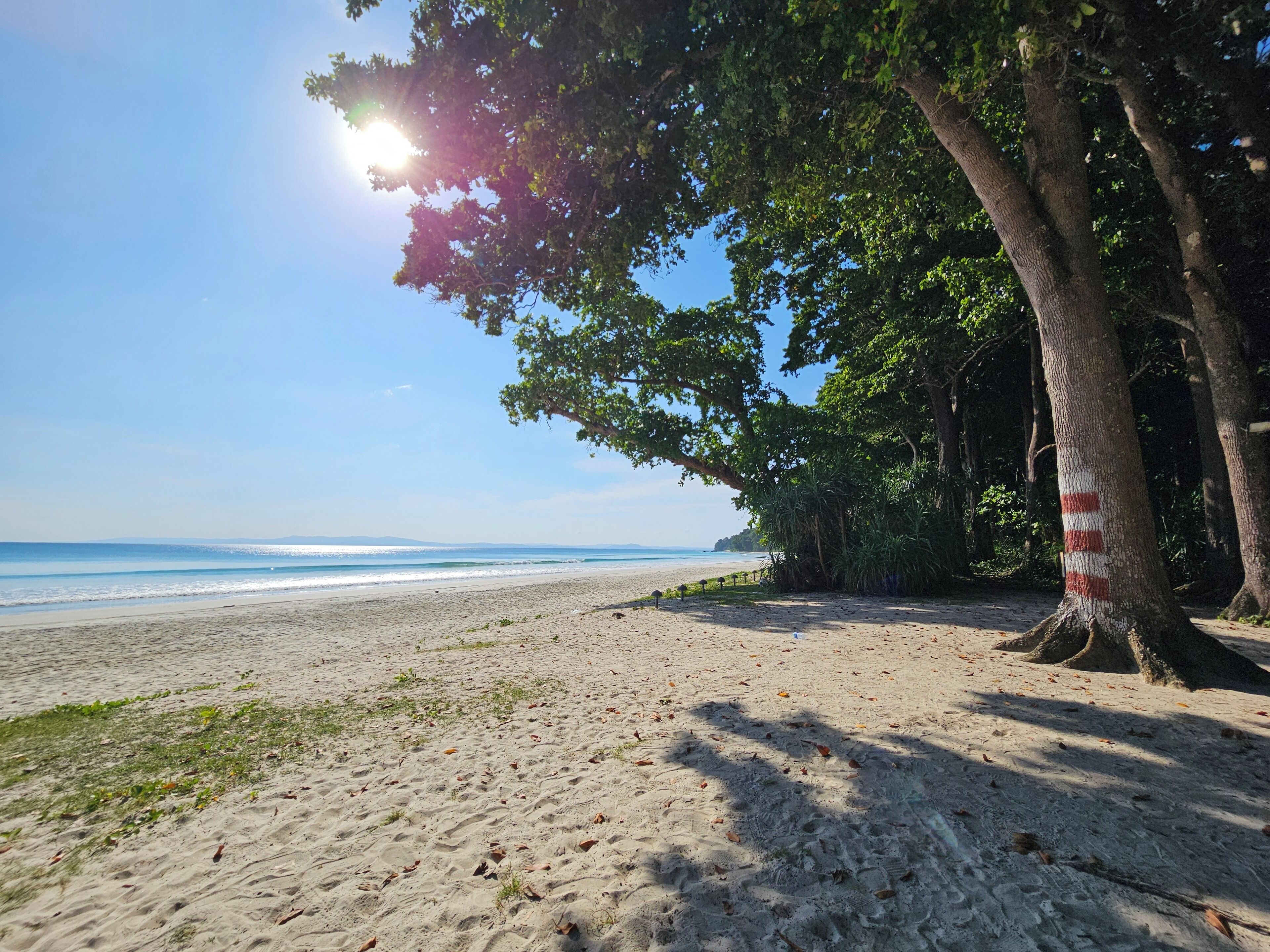 A beach with a clear sky, a sandy shore, and trees with red and white markings.