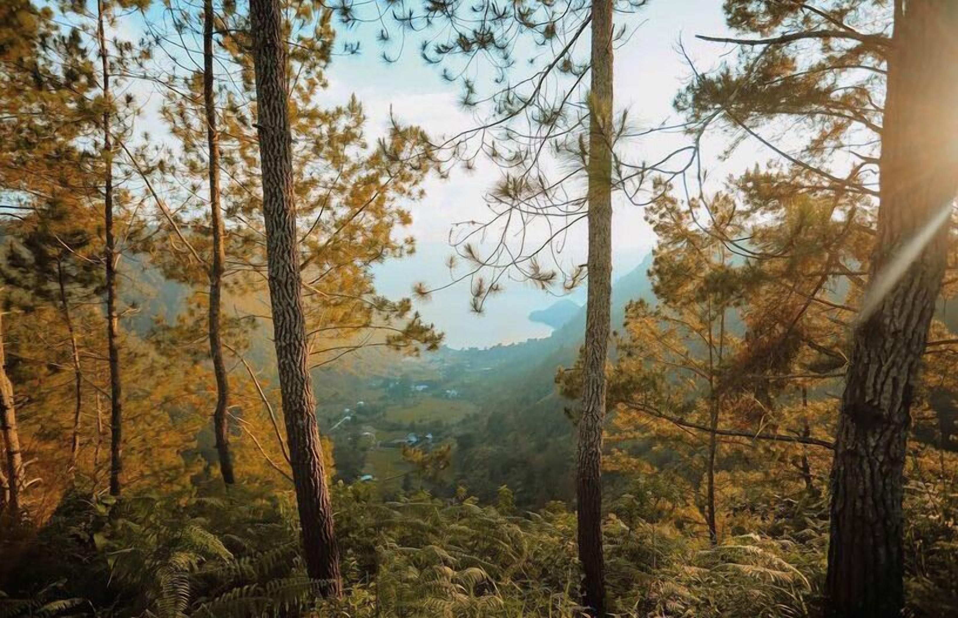 A forested area with tall trees and a distant view of a valley.