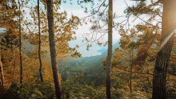 A forested area with tall trees and a distant view of a valley.
