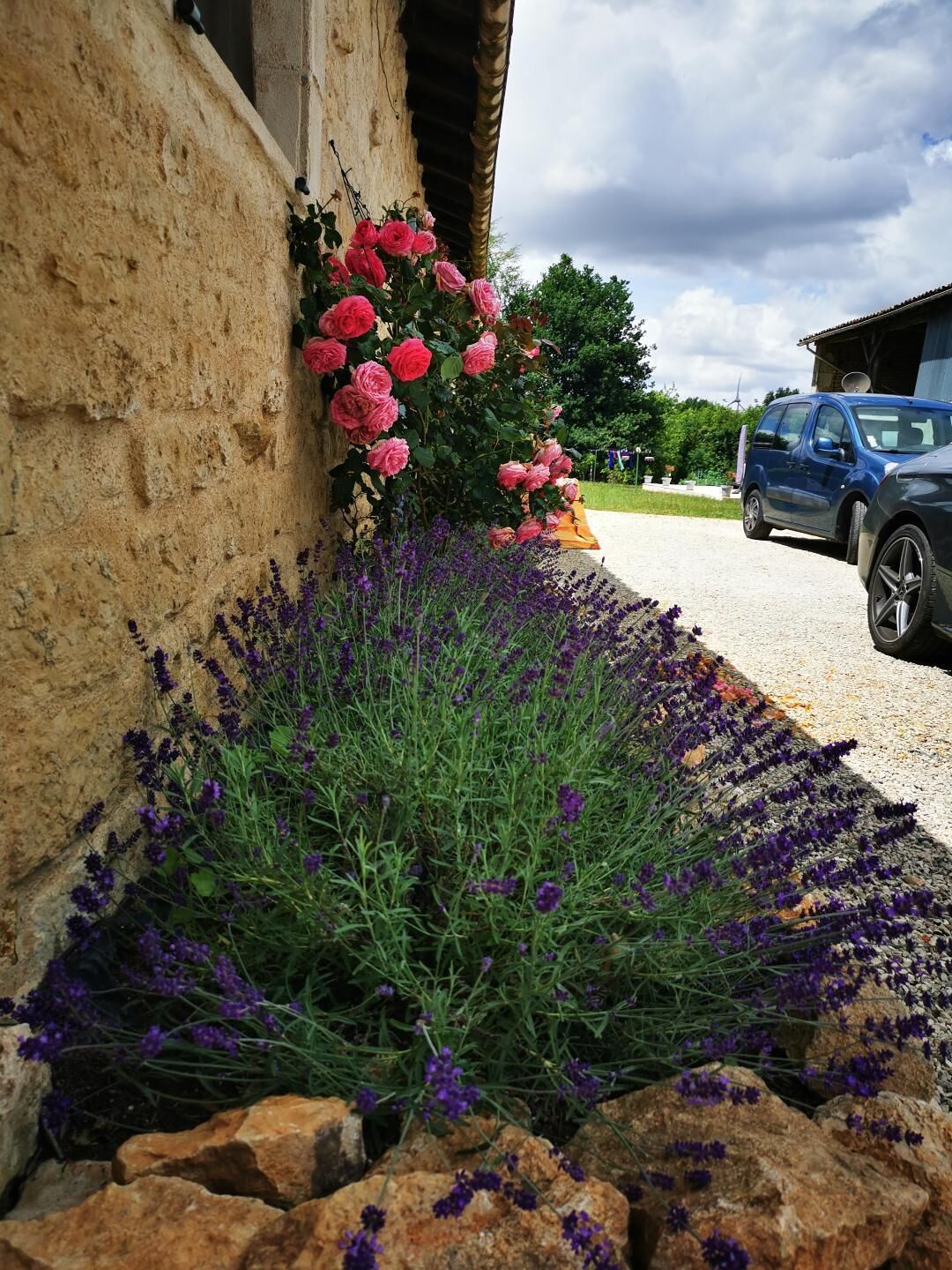 Un parterre de fleurs avec des roses roses et des fleurs violettes, un mur de pierre et une voiture garée.