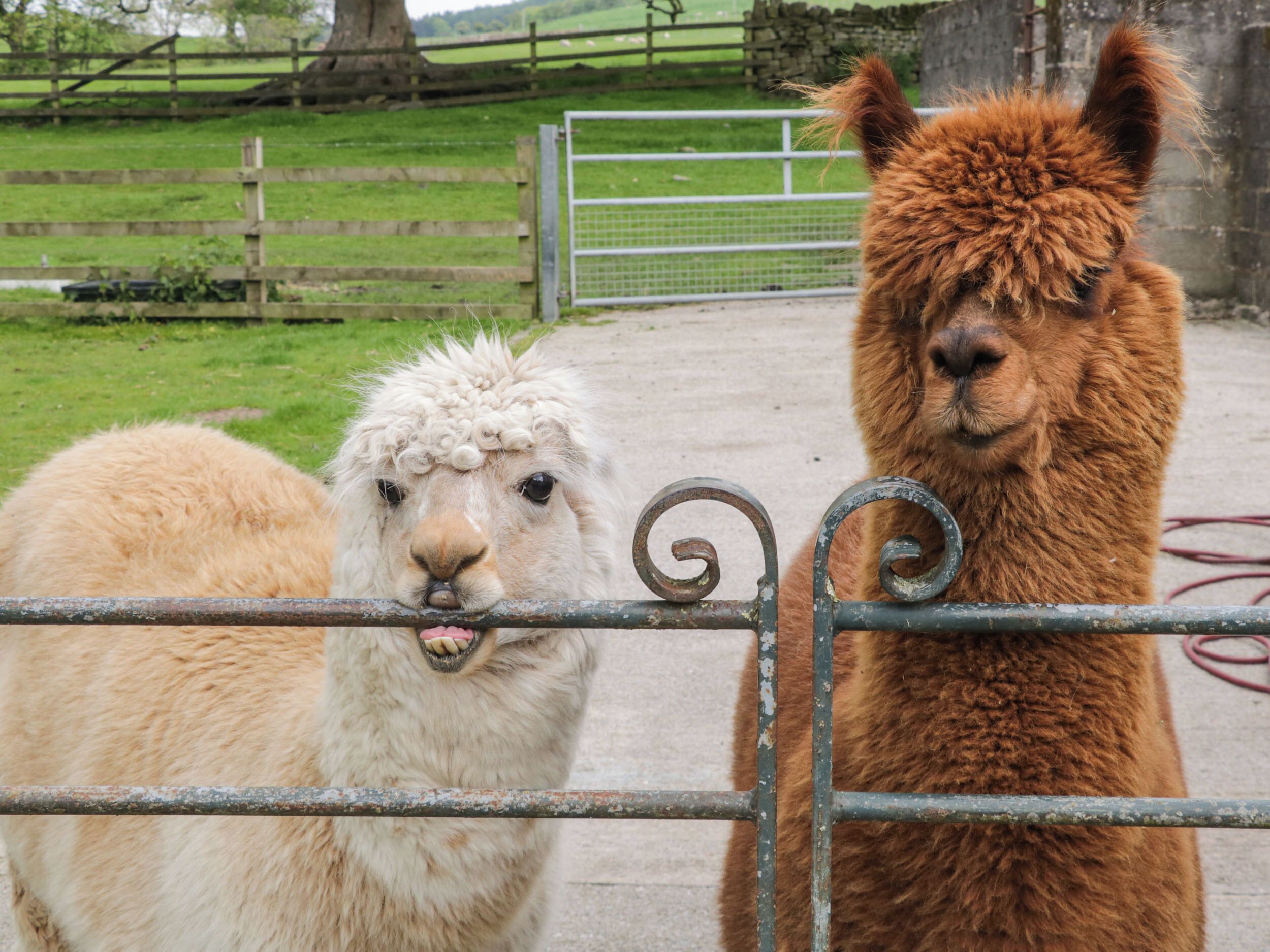 Dos alpacas detrás de una reja en un espacio cercado.