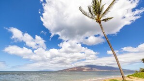 Ein Strand mit einer Palme, blauem Himmel und Bergen in der Ferne.