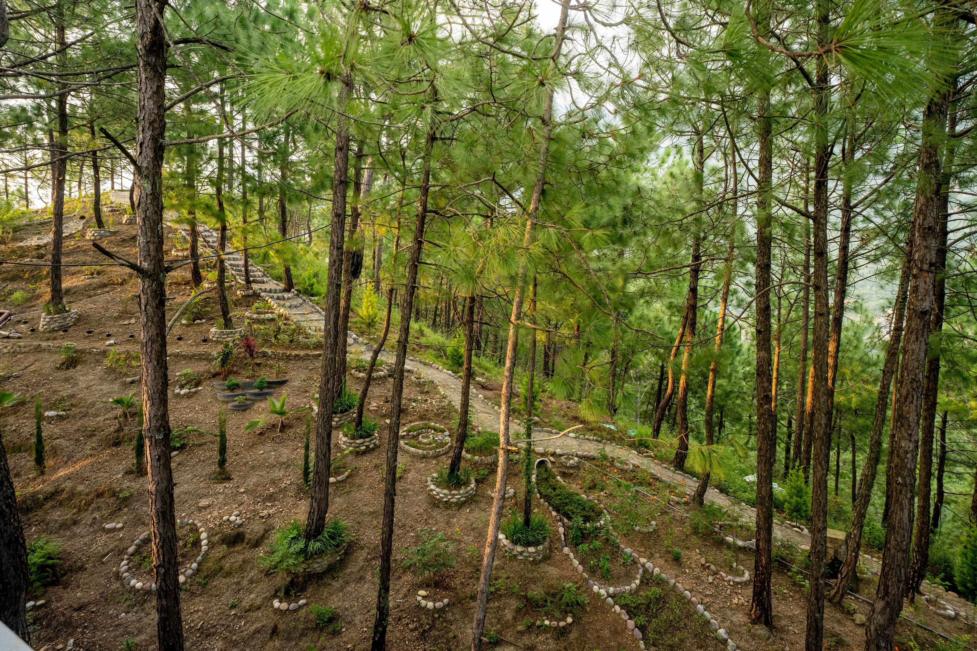 Un área boscosa con un sendero serpenteante y árboles jóvenes plantados en círculos.