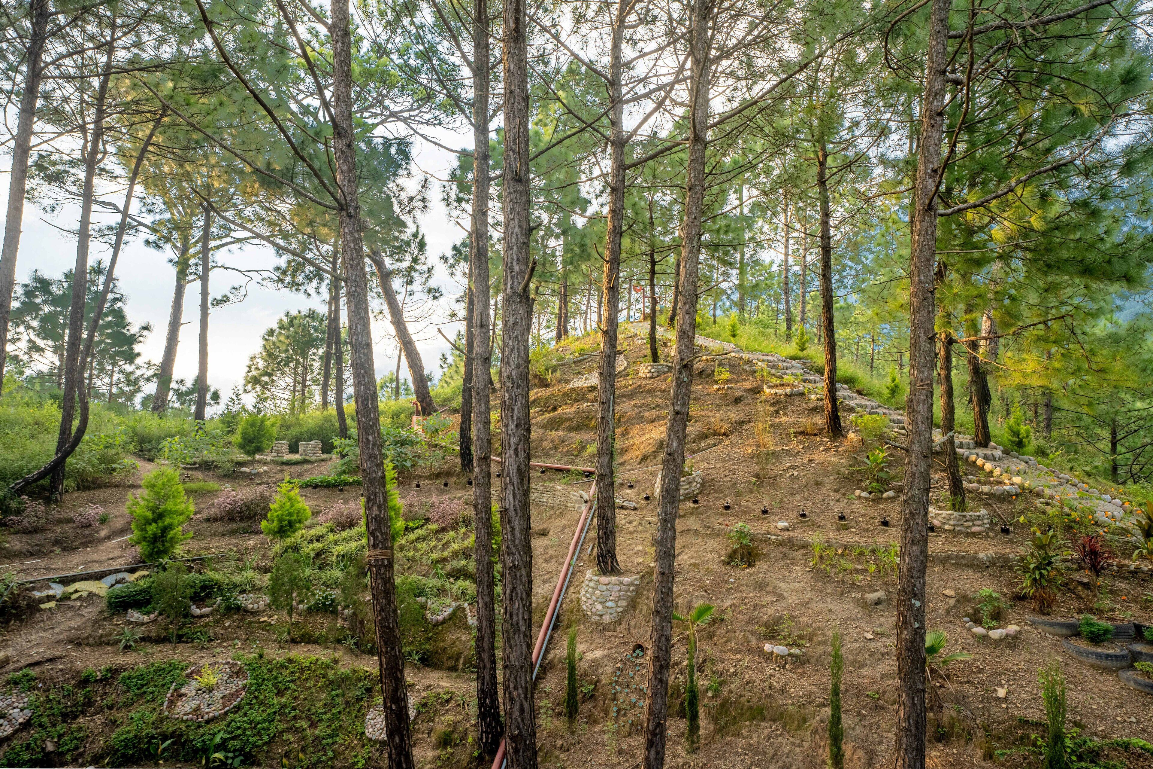 Une zone boisée avec de grands arbres, un sentier pavé de pierres et un petit ruisseau.