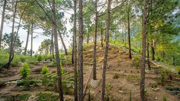 Une zone boisée avec de grands arbres, un sentier pavé de pierres et un petit ruisseau.