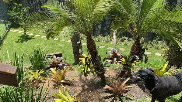 A garden with palm trees, a dog, and a wooden bench.