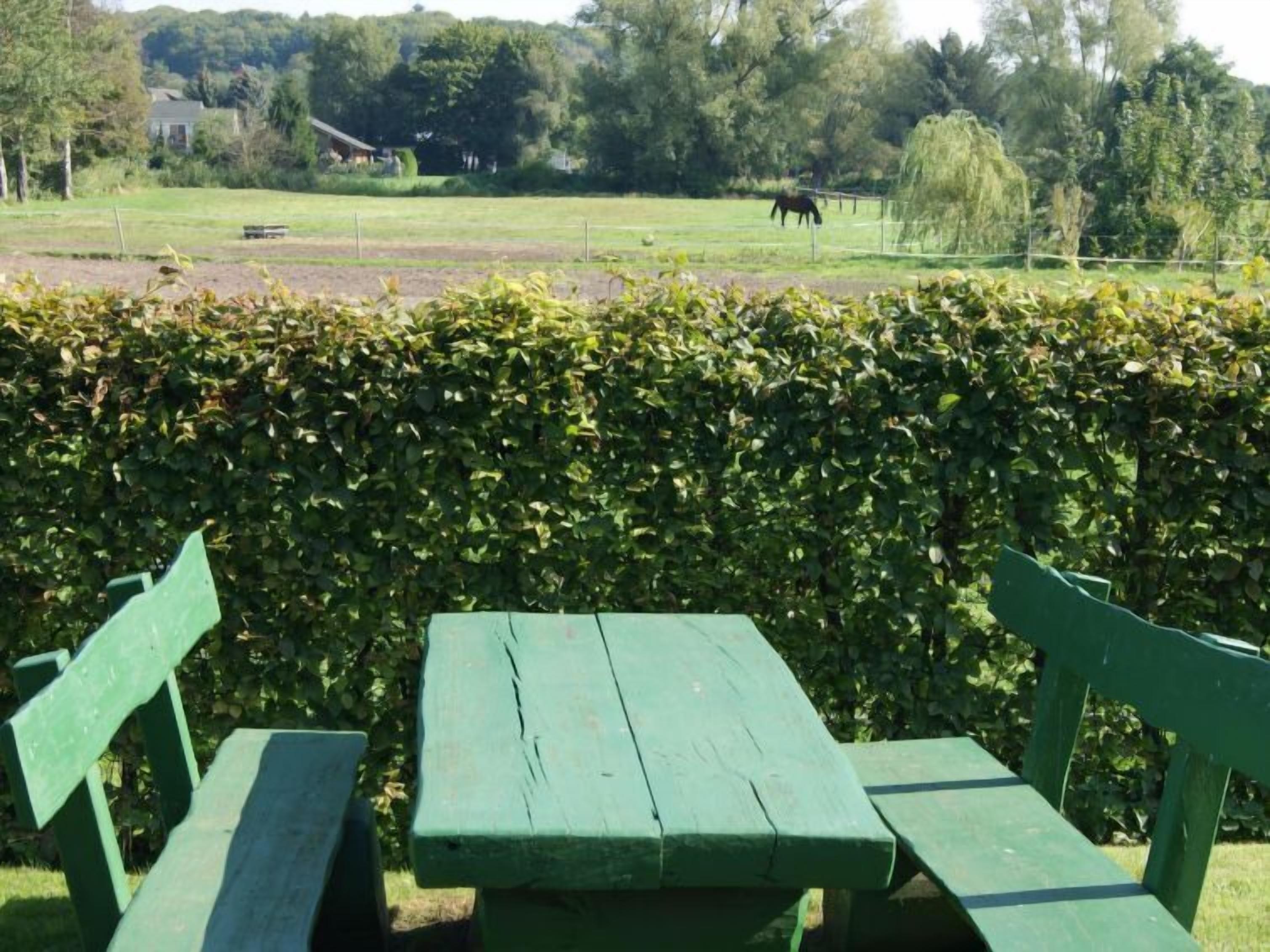 A picnic table and benches in a park with a hedge in the foreground and a horse grazing in the background.
