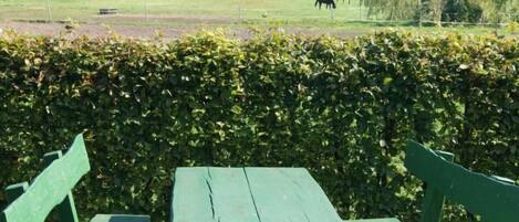A picnic table and benches in a park with a hedge in the foreground and a horse grazing in the background.
