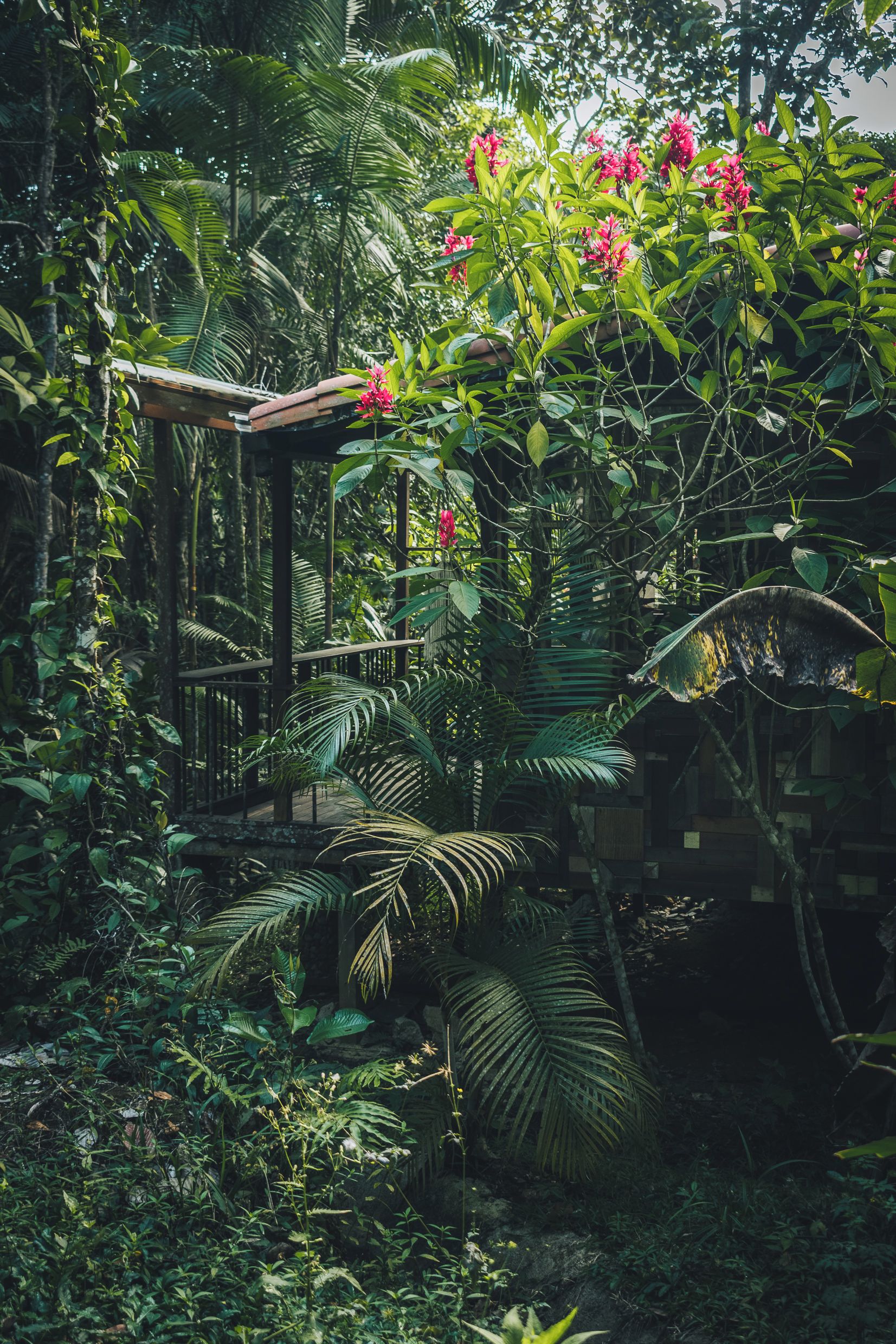 A lush garden with a wooden pergola, dense foliage, and flowering plants.