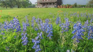 A rustic wooden house with a porch, surrounded by a field of blue wildflowers. - The Rambler Room - Wander Inn (Round Top)