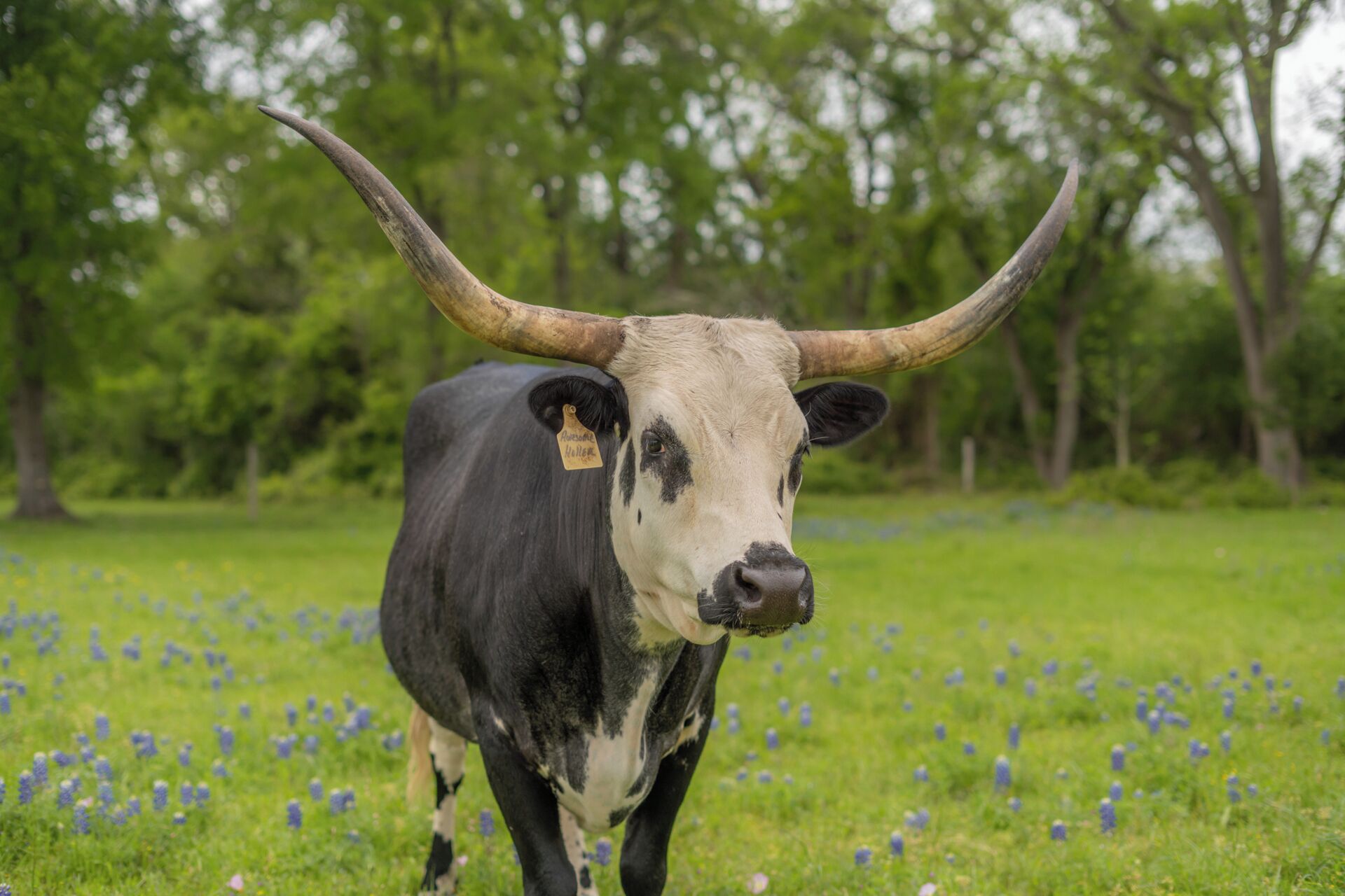A black and white cow with large horns in a grassy field with trees in the background.