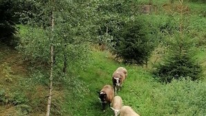 A group of sheep grazing in a lush green field with dense vegetation and trees in the background. - Peace and relaxation in Saxon Switzerland (Sebnitz)