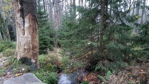 Une scène de forêt avec un ruisseau, des rochers et des arbres.